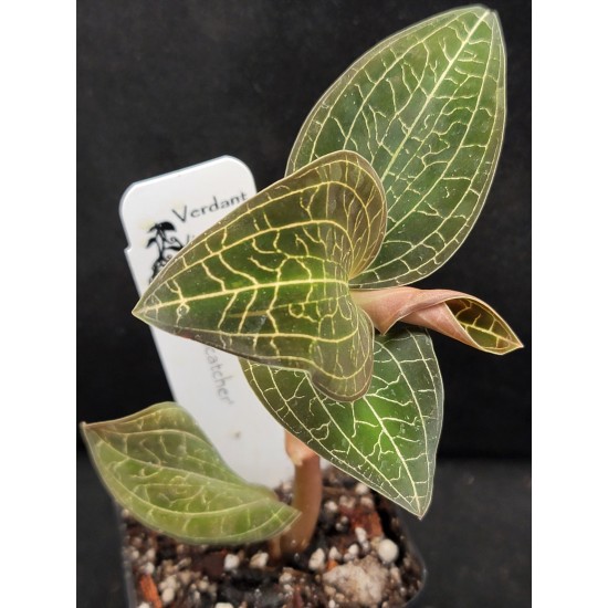 Dossinochilus ‘Dreamcatcher’